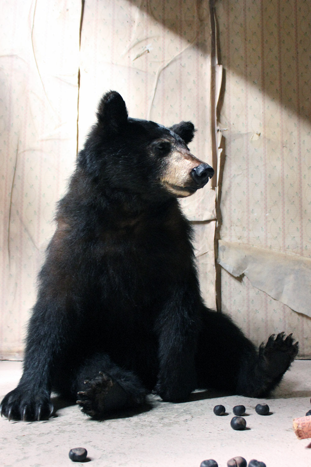 A Good Late 20thC Taxidermy Juvenile Black Bear