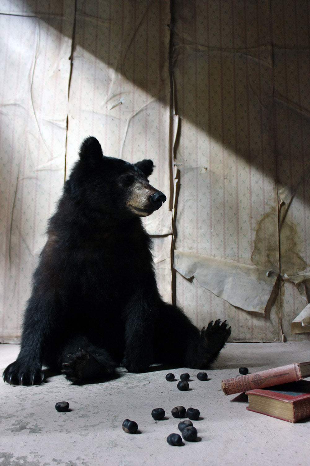 A Good Late 20thC Taxidermy Juvenile Black Bear