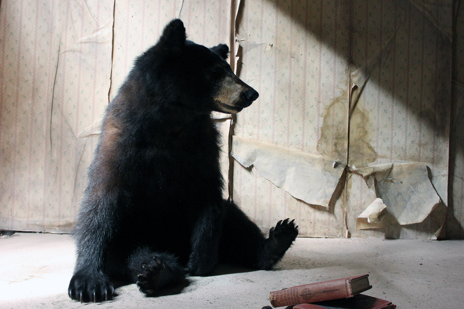 A Good Late 20thC Taxidermy Juvenile Black Bear