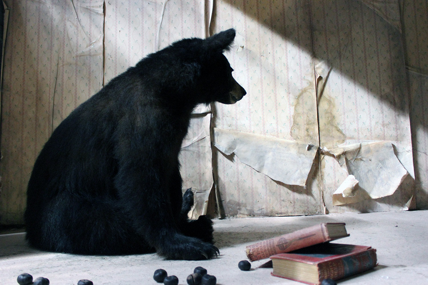 A Good Late 20thC Taxidermy Juvenile Black Bear