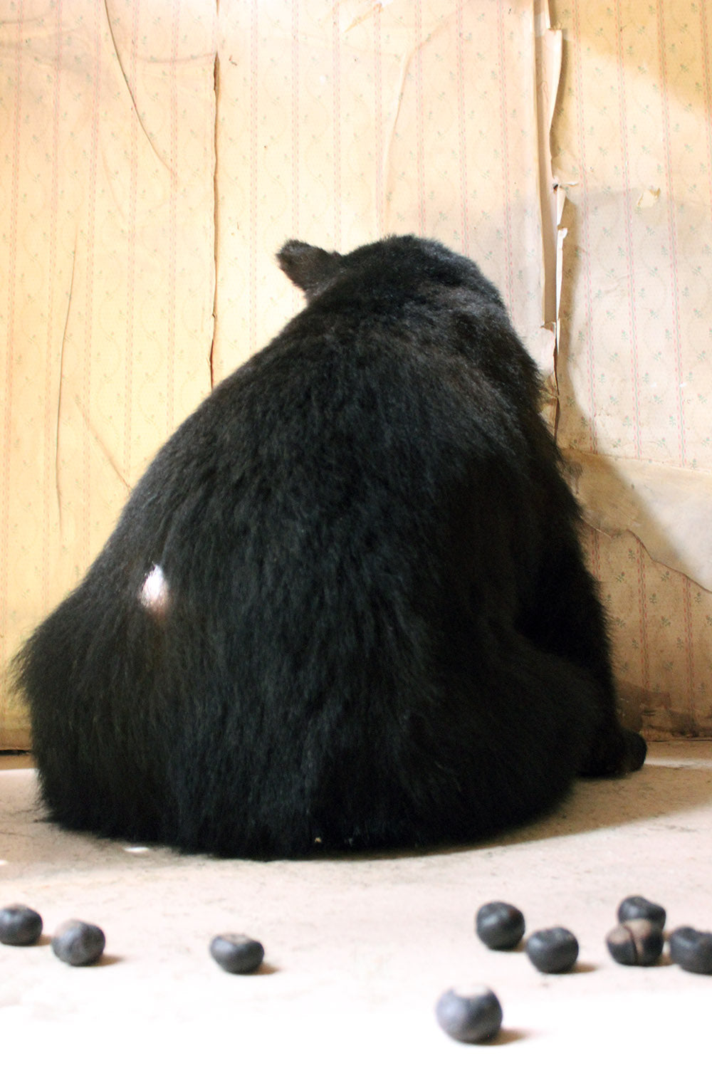 A Good Late 20thC Taxidermy Juvenile Black Bear