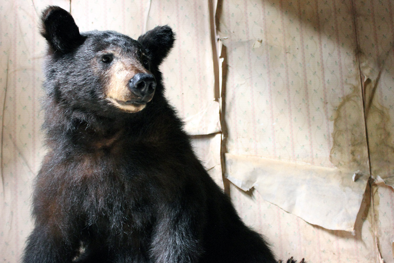 A Good Late 20thC Taxidermy Juvenile Black Bear