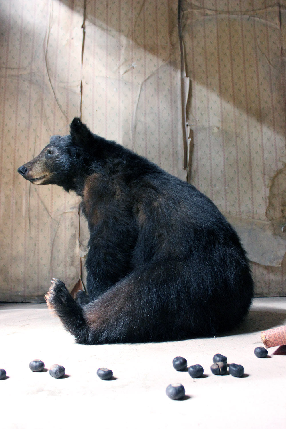 A Good Late 20thC Taxidermy Juvenile Black Bear