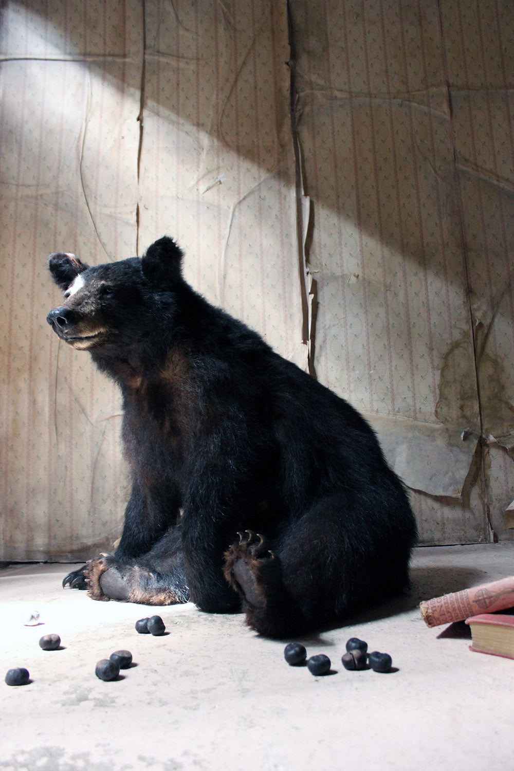 A Good Late 20thC Taxidermy Juvenile Black Bear