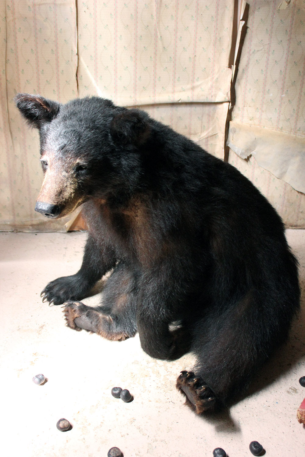 A Good Late 20thC Taxidermy Juvenile Black Bear