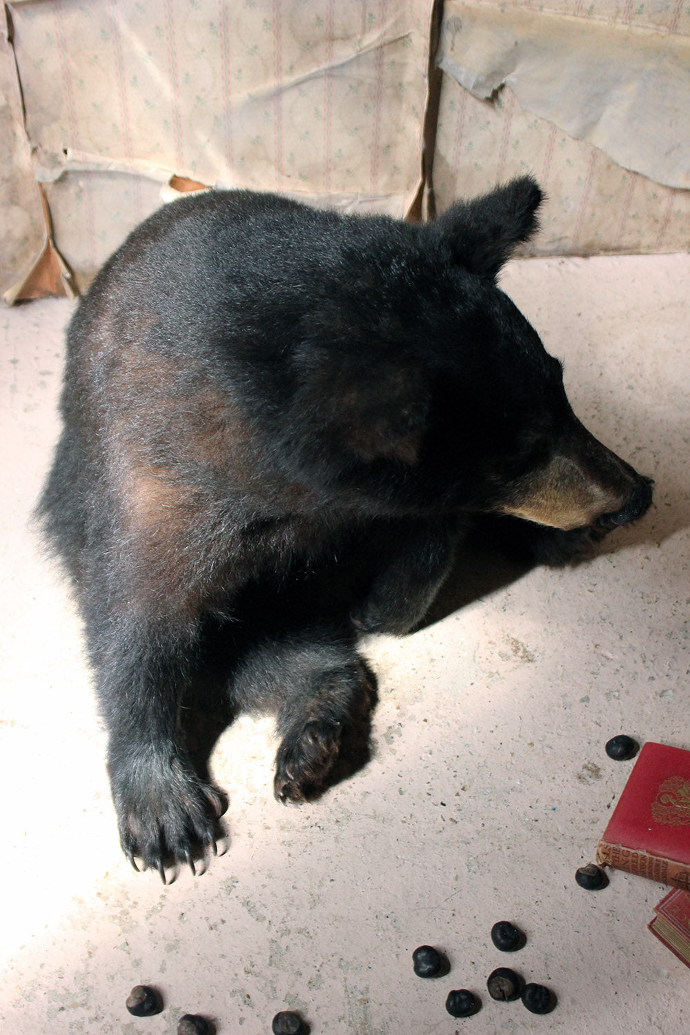 A Good Late 20thC Taxidermy Juvenile Black Bear