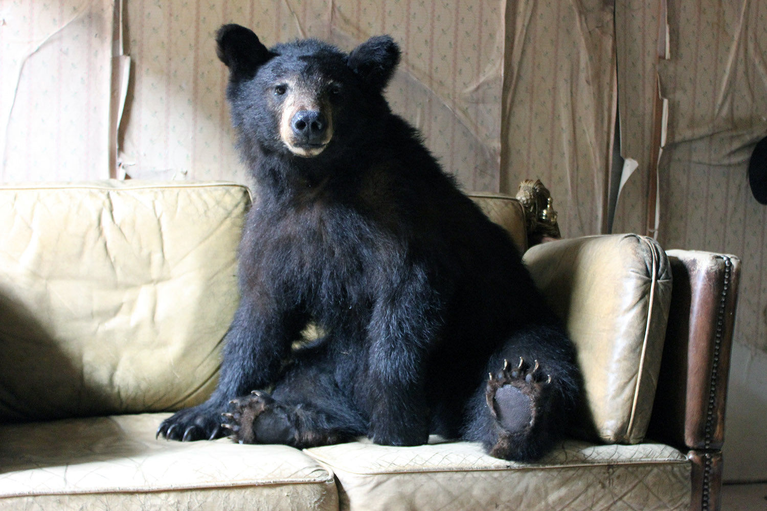 A Good Late 20thC Taxidermy Juvenile Black Bear
