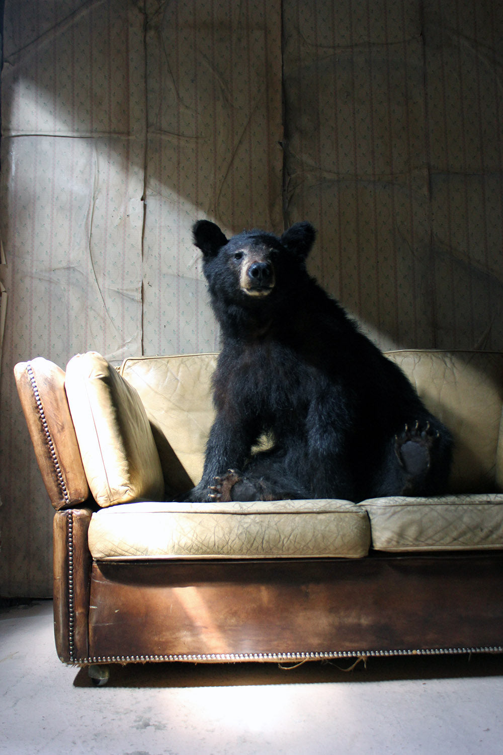 A Good Late 20thC Taxidermy Juvenile Black Bear