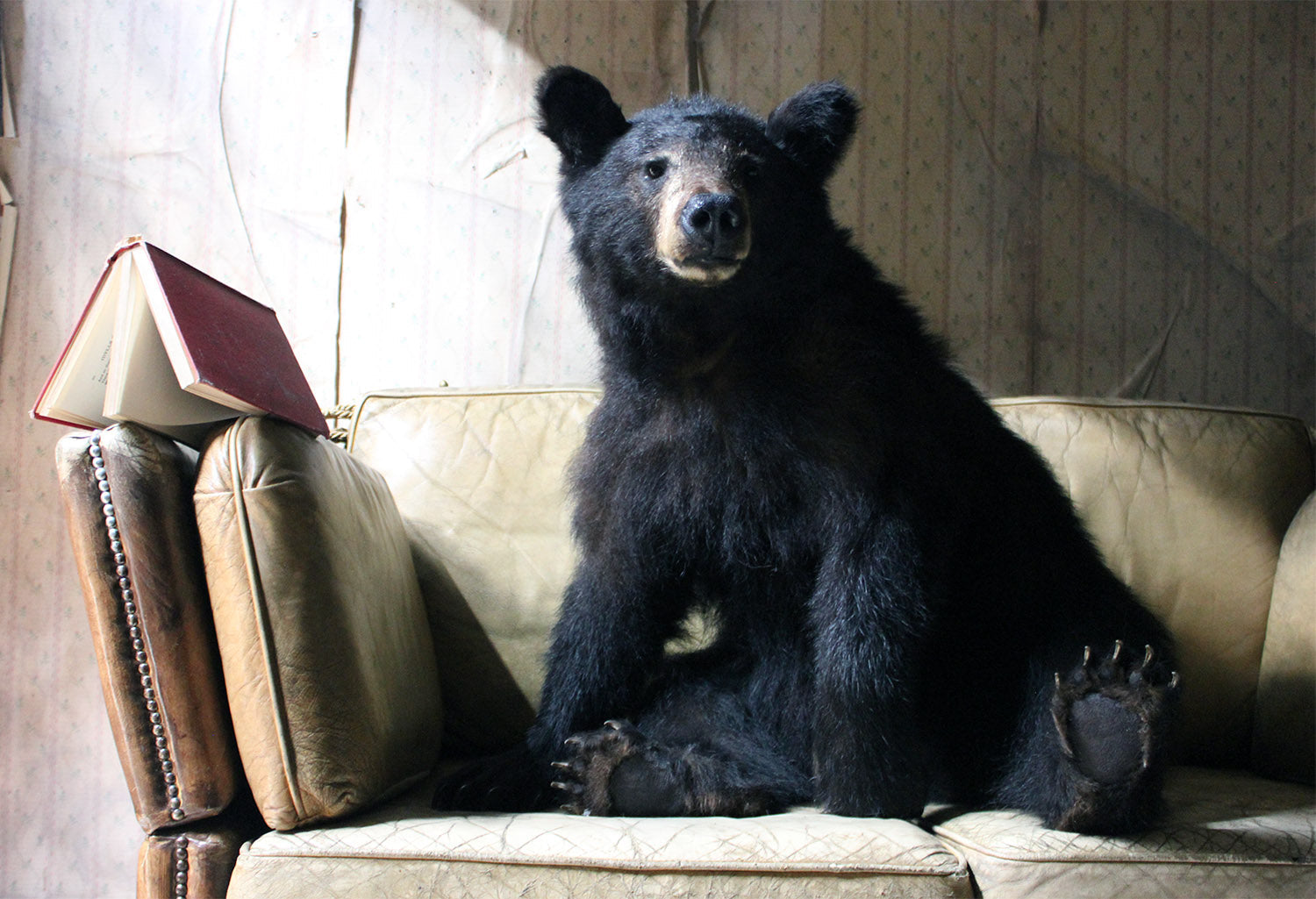 A Good Late 20thC Taxidermy Juvenile Black Bear