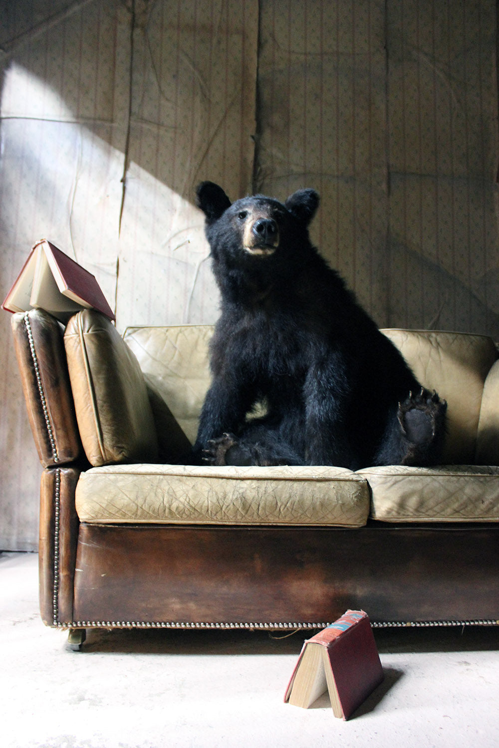 A Good Late 20thC Taxidermy Juvenile Black Bear
