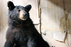 A Good Late 20thC Taxidermy Juvenile Black Bear