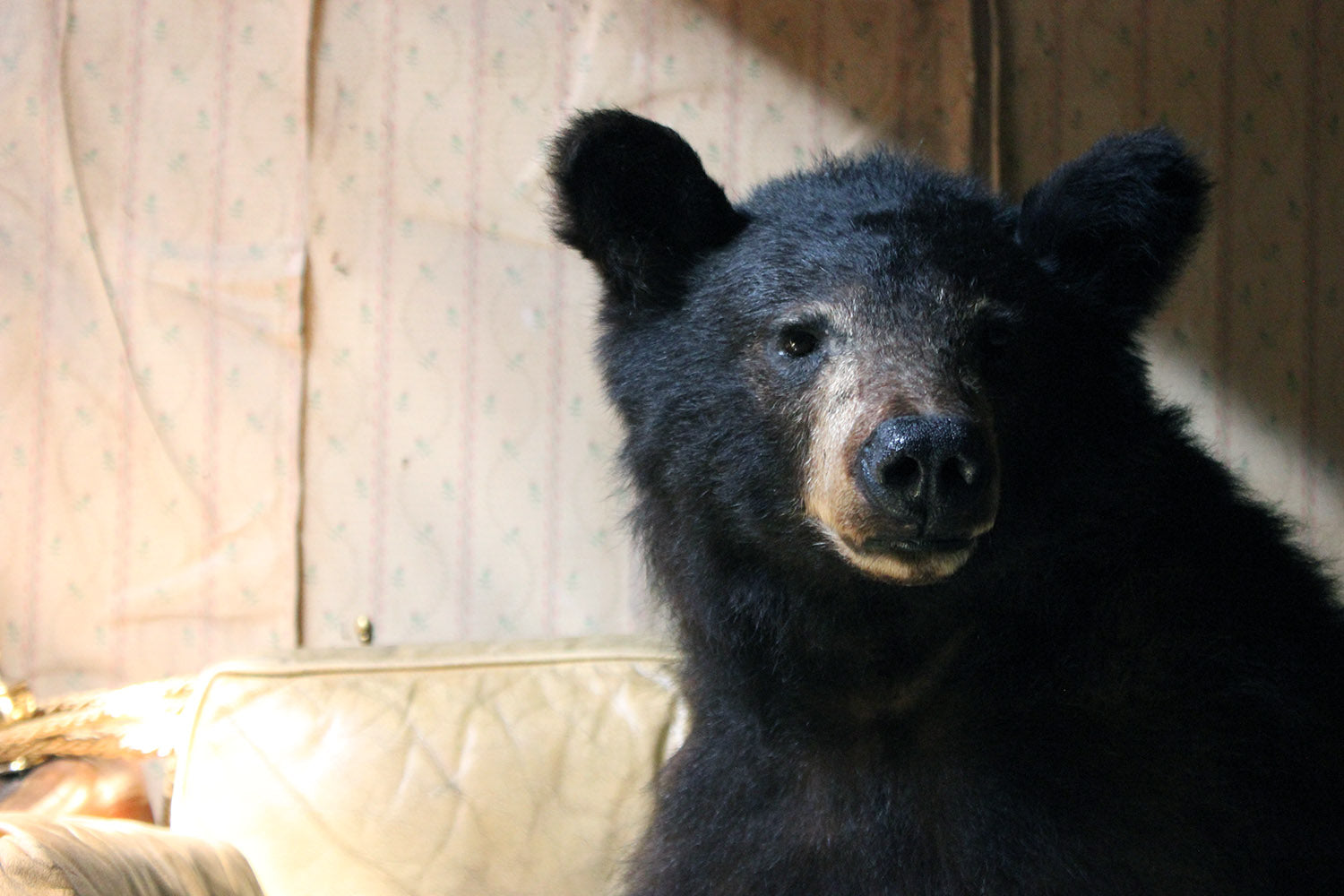 A Good Late 20thC Taxidermy Juvenile Black Bear