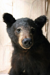 A Good Late 20thC Taxidermy Juvenile Black Bear