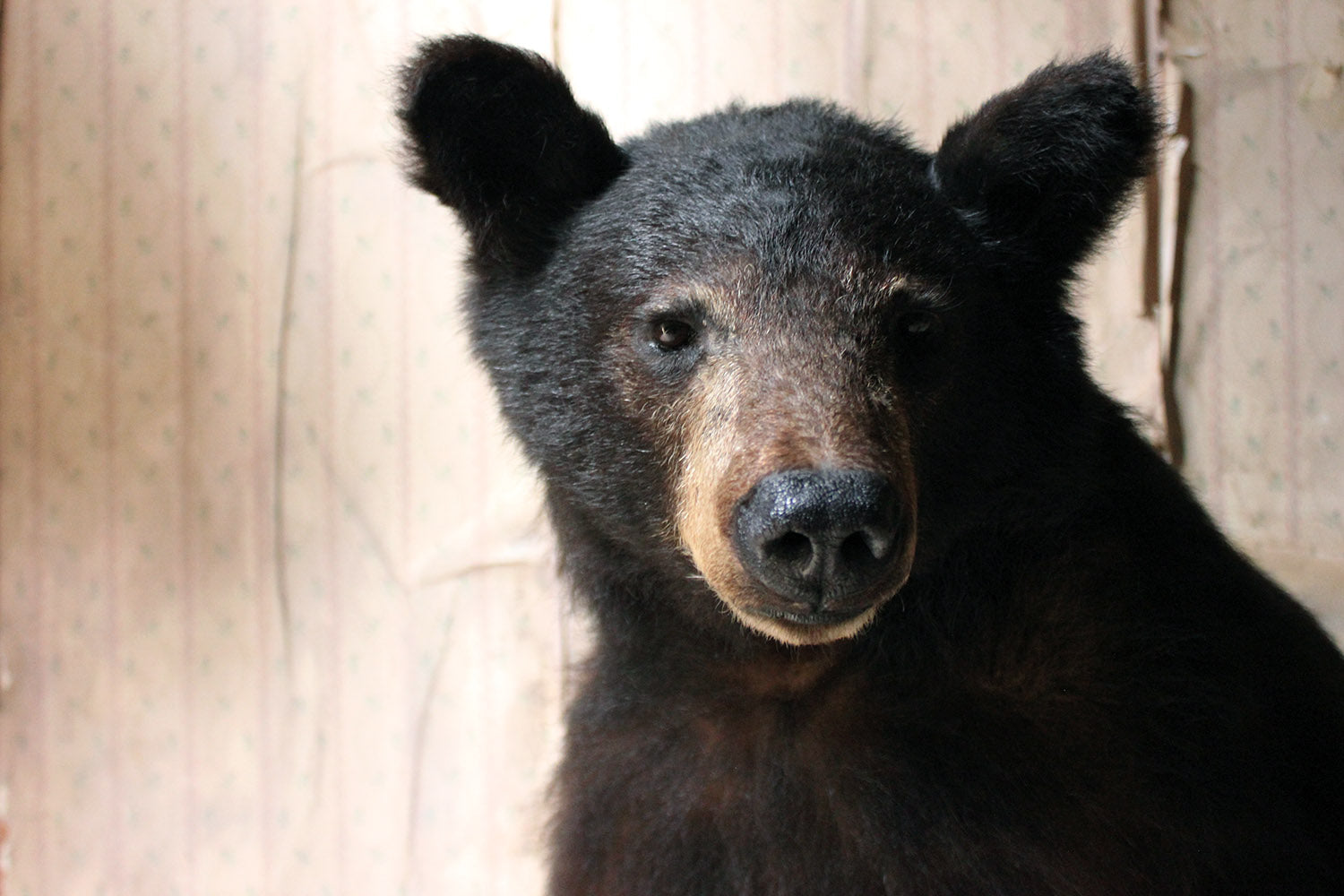 A Good Late 20thC Taxidermy Juvenile Black Bear