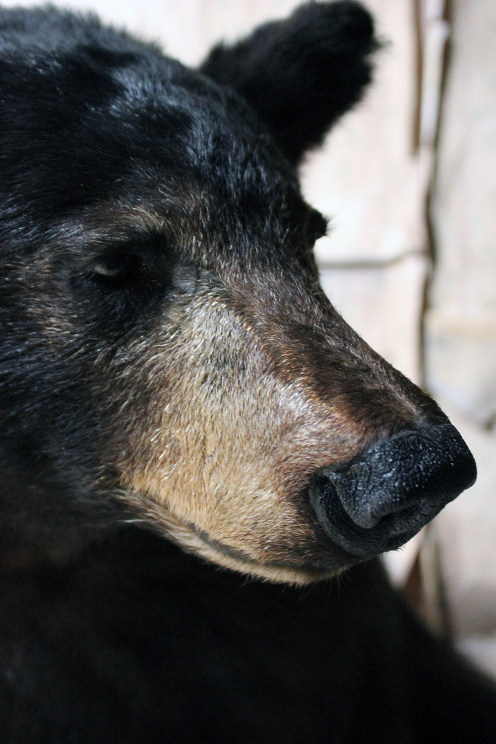 A Good Late 20thC Taxidermy Juvenile Black Bear