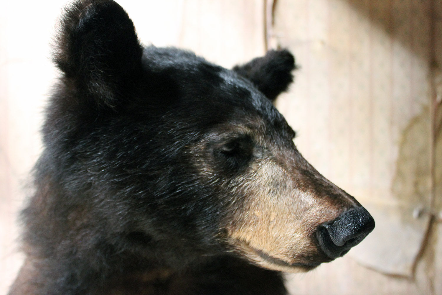 A Good Late 20thC Taxidermy Juvenile Black Bear