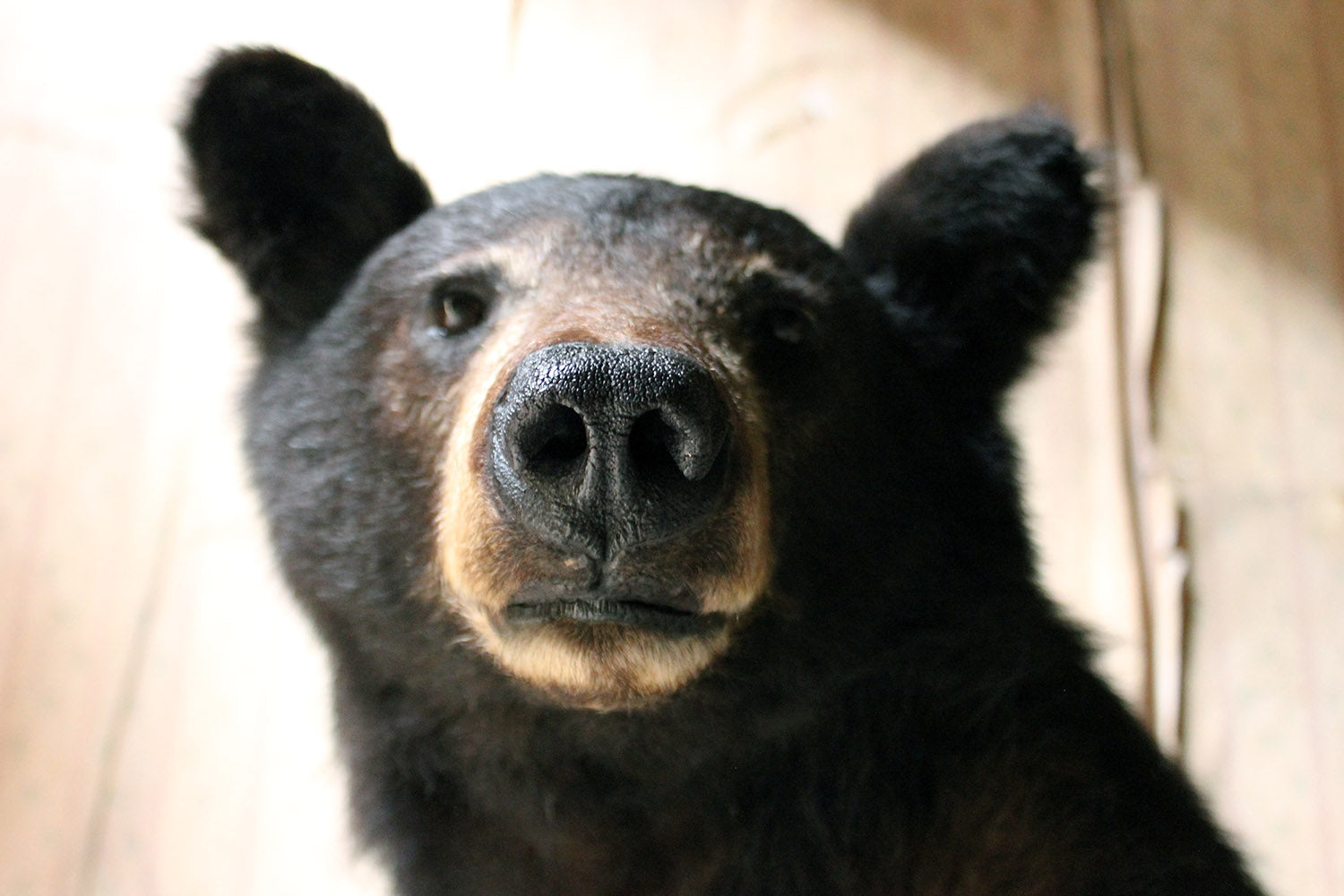 A Good Late 20thC Taxidermy Juvenile Black Bear
