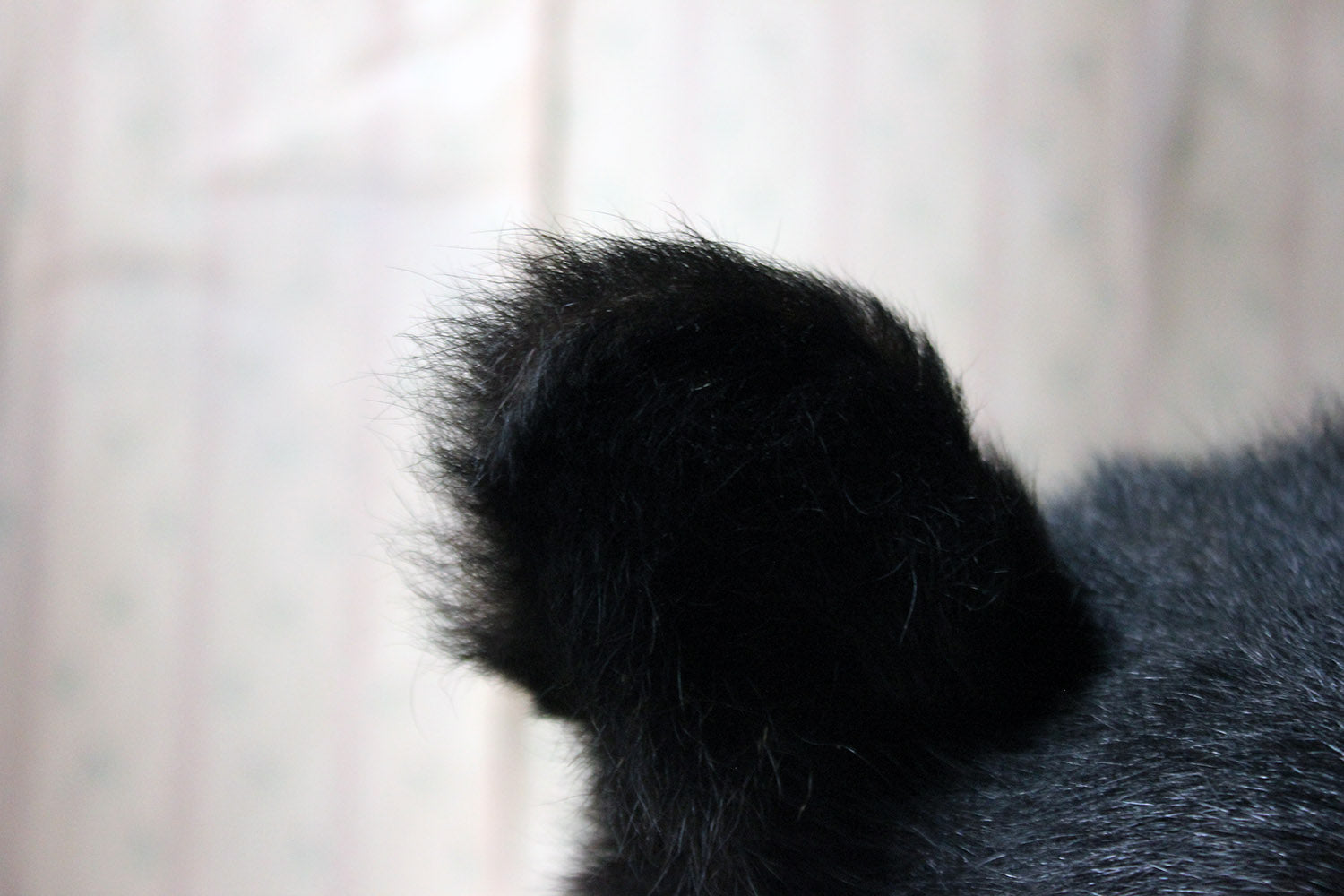 A Good Late 20thC Taxidermy Juvenile Black Bear
