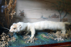 A 19thC Taxidermy Stoat in a Naively Painted Display Case