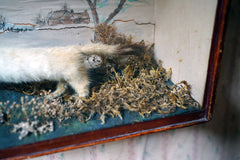 A 19thC Taxidermy Stoat in a Naively Painted Display Case