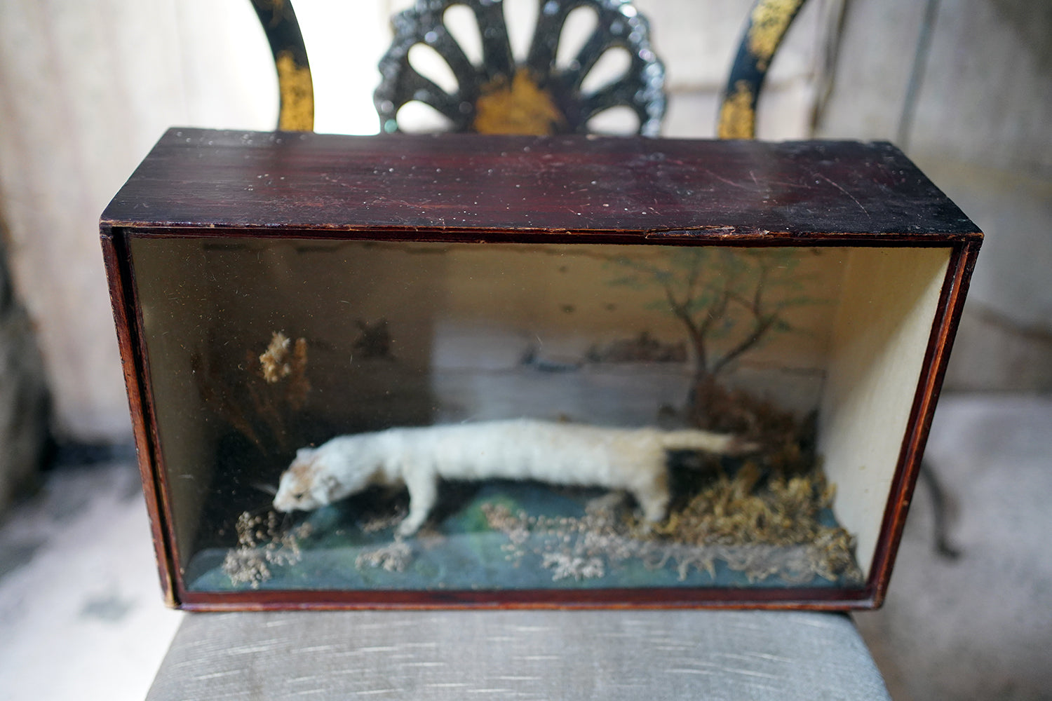 A 19thC Taxidermy Stoat in a Naively Painted Display Case
