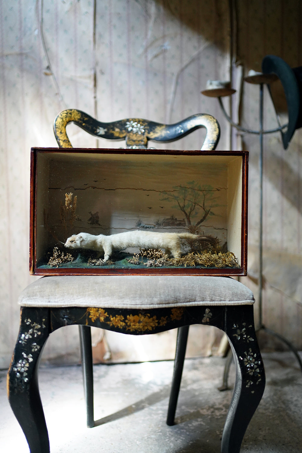 A 19thC Taxidermy Stoat in a Naively Painted Display Case