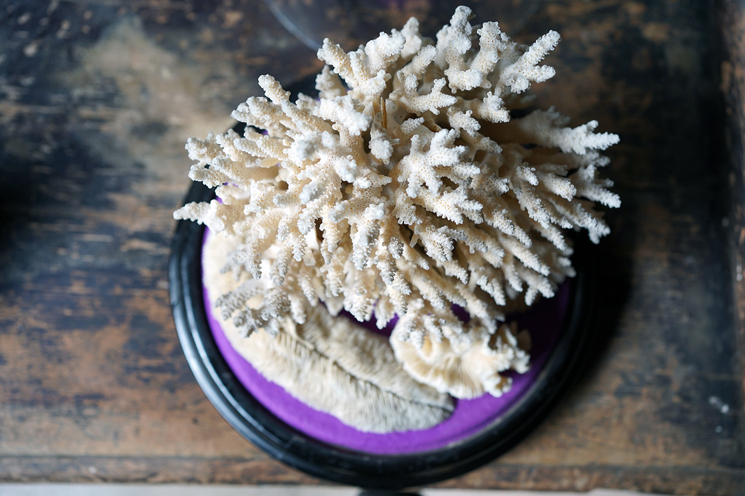 A Good Pair of Dome Cased Preserved Acropora Coral Specimens c.1870