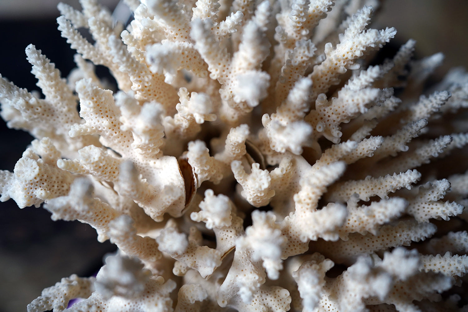 A Good Pair of Dome Cased Preserved Acropora Coral Specimens c.1870