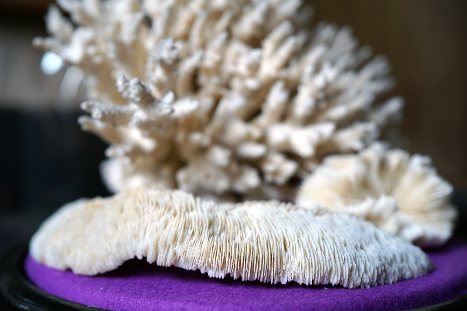 A Good Pair of Dome Cased Preserved Acropora Coral Specimens c.1870