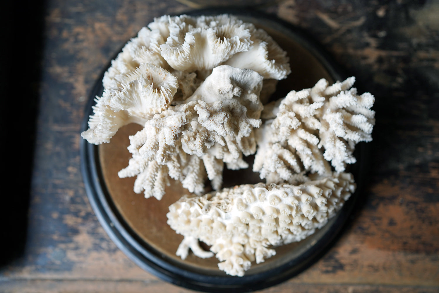 A Good Pair of Dome Cased Preserved Acropora Coral Specimens c.1870