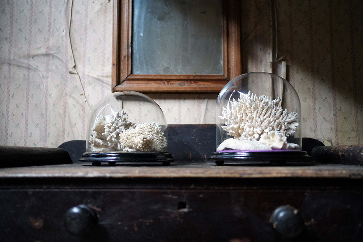 A Good Pair of Dome Cased Preserved Acropora Coral Specimens c.1870