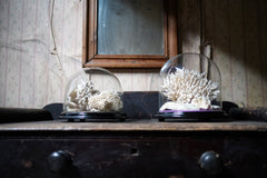 A Good Pair of Dome Cased Preserved Acropora Coral Specimens c.1870