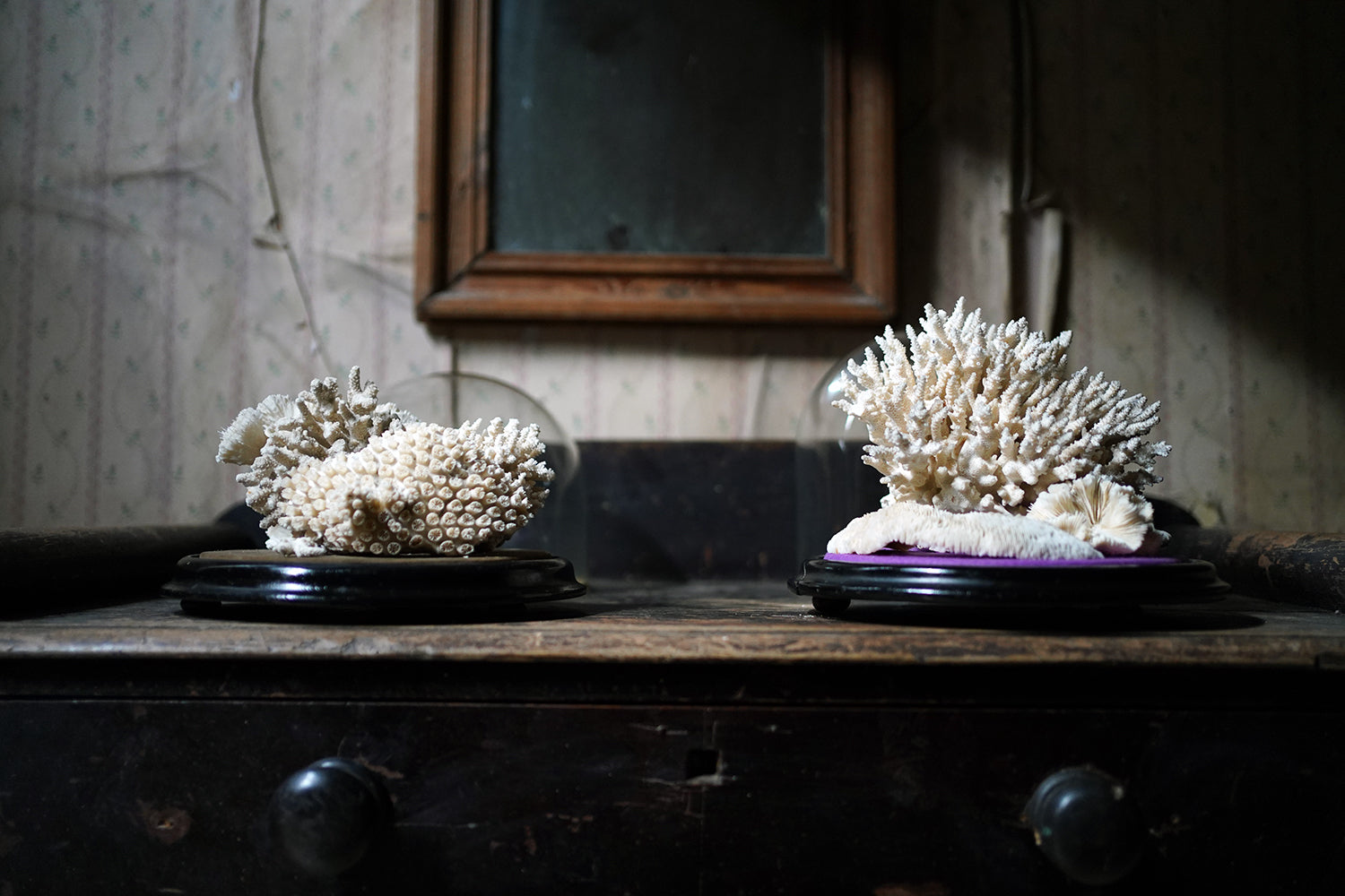 A Good Pair of Dome Cased Preserved Acropora Coral Specimens c.1870