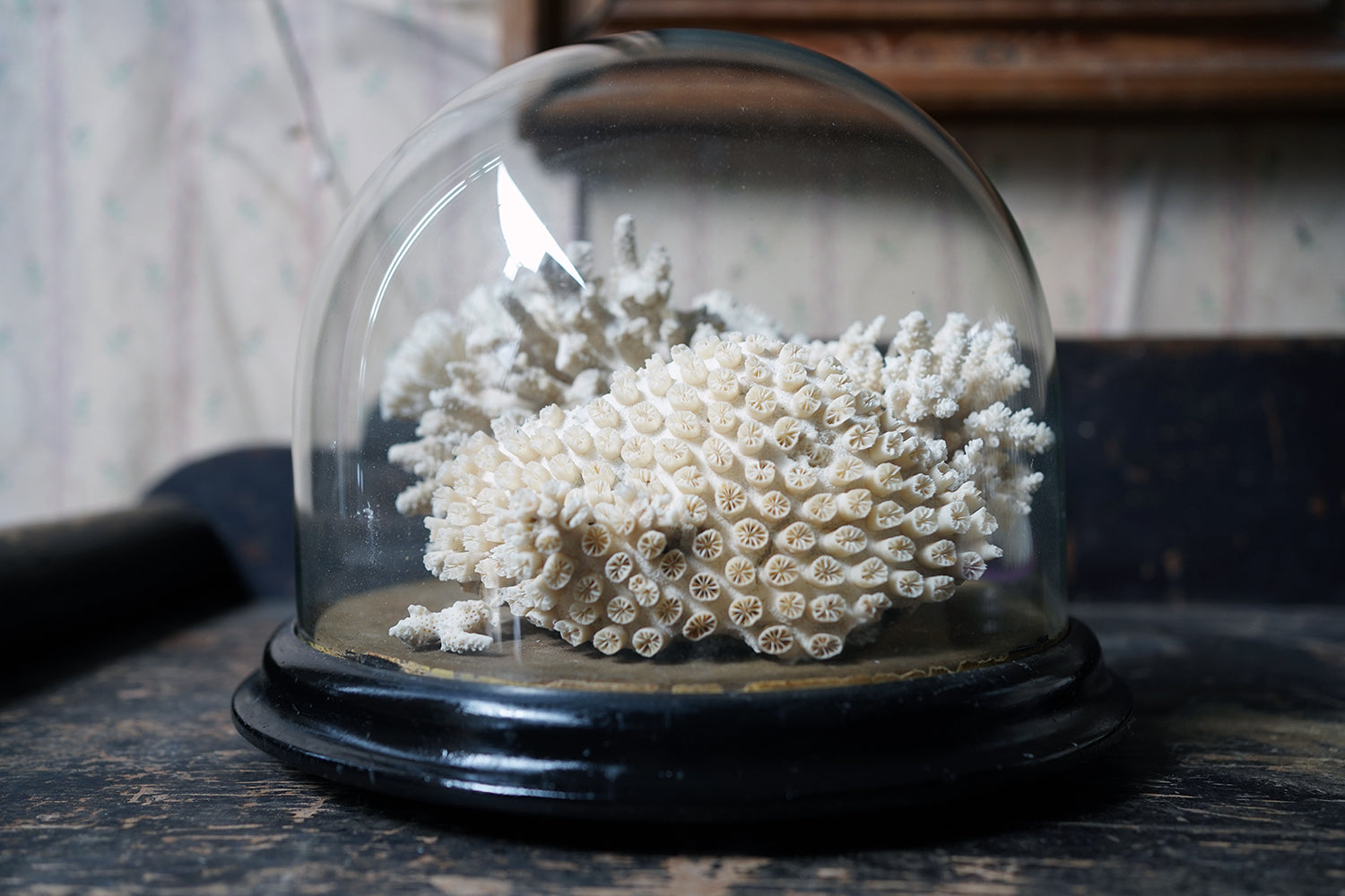 A Good Pair of Dome Cased Preserved Acropora Coral Specimens c.1870