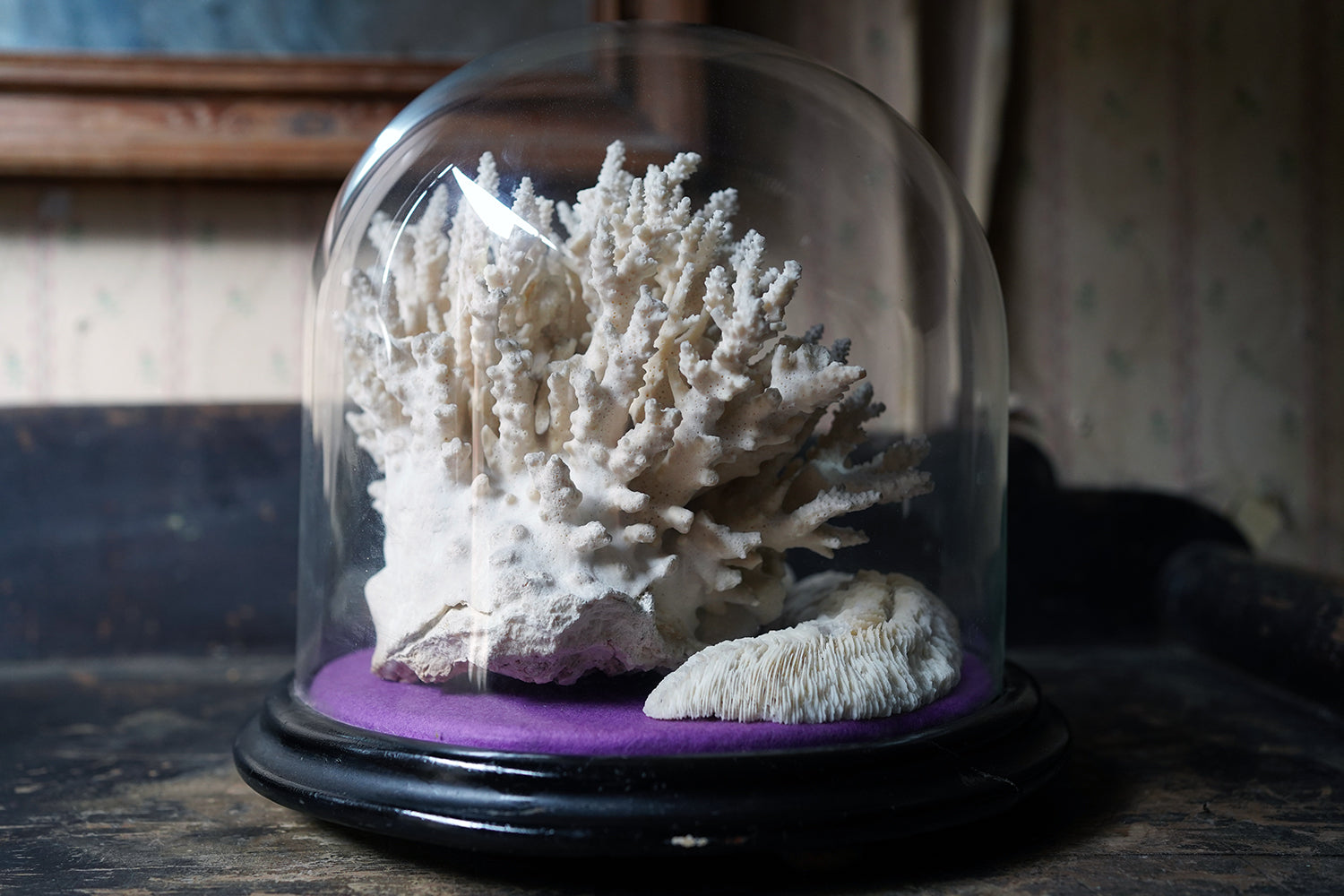 A Good Pair of Dome Cased Preserved Acropora Coral Specimens c.1870