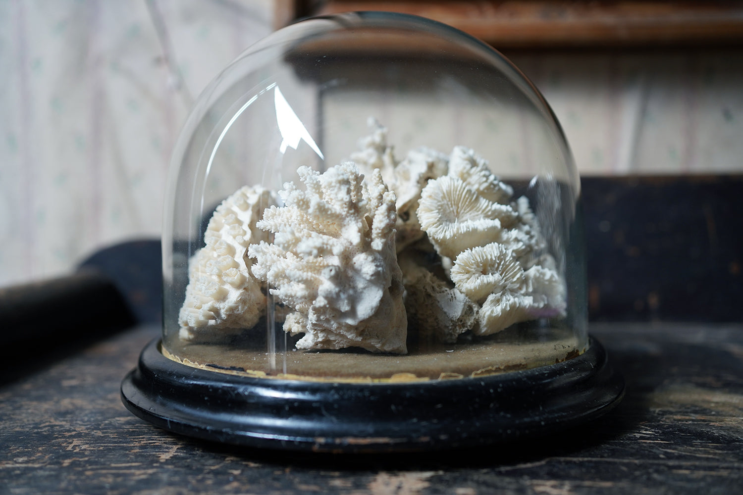 A Good Pair of Dome Cased Preserved Acropora Coral Specimens c.1870