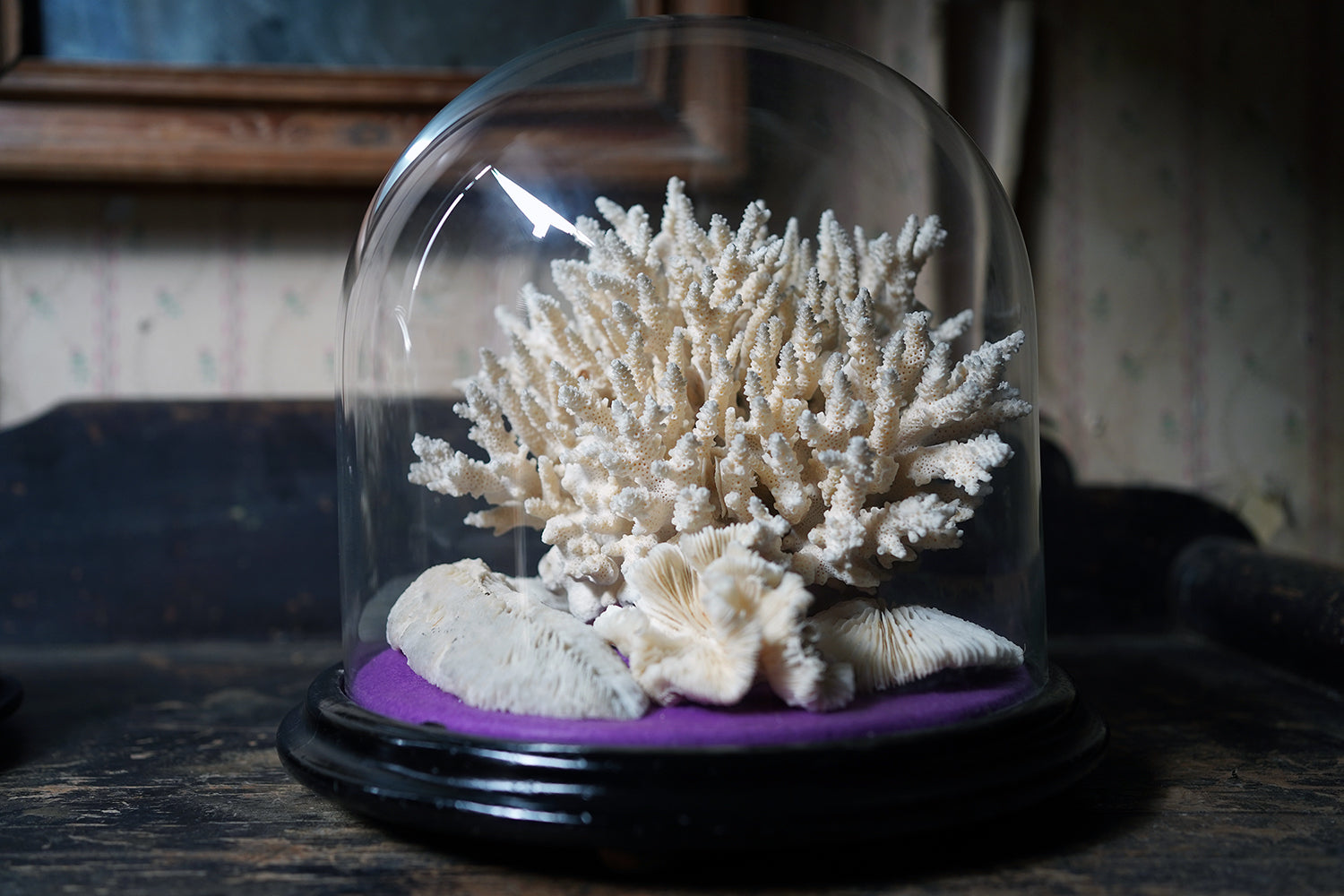 A Good Pair of Dome Cased Preserved Acropora Coral Specimens c.1870