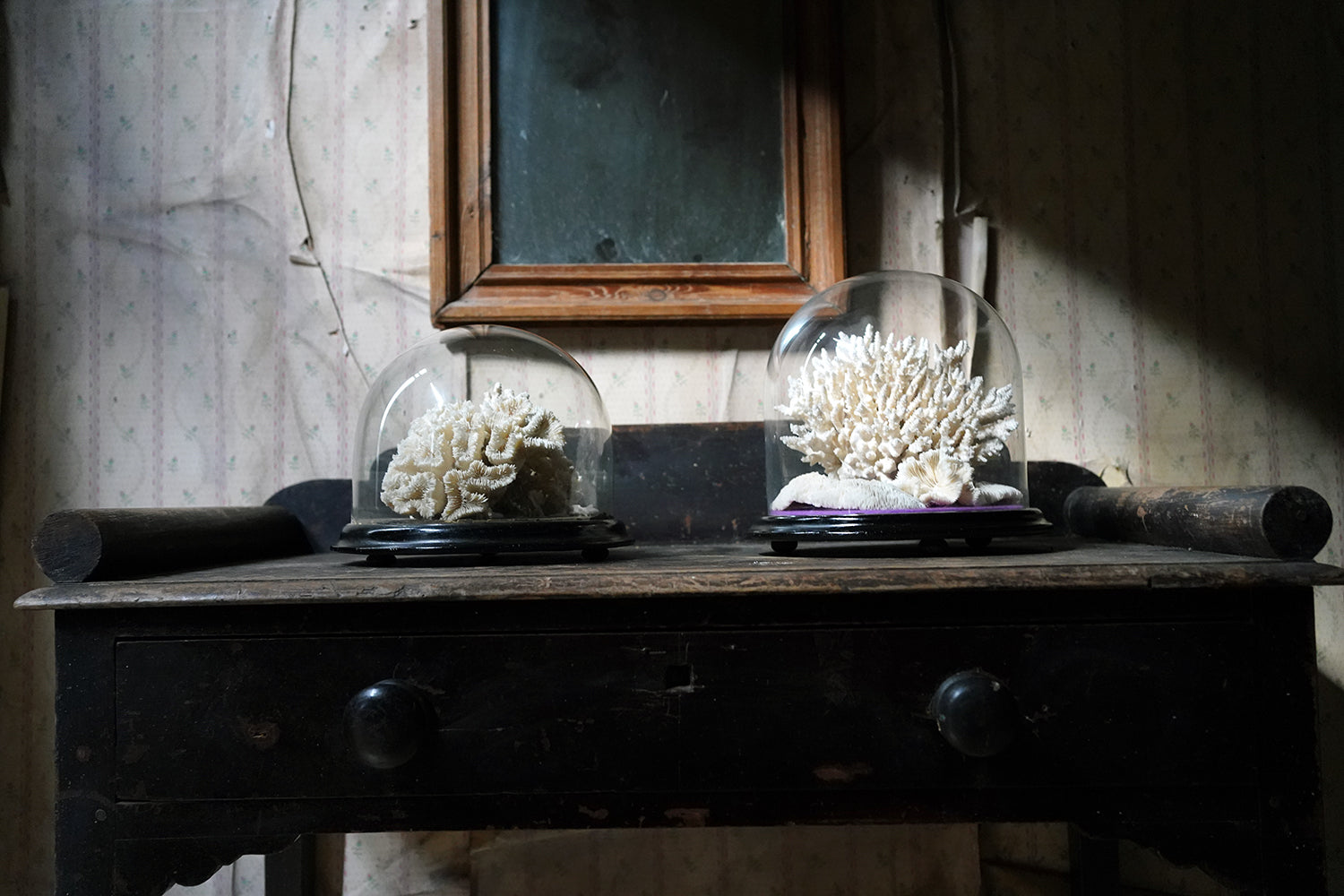 A Good Pair of Dome Cased Preserved Acropora Coral Specimens c.1870