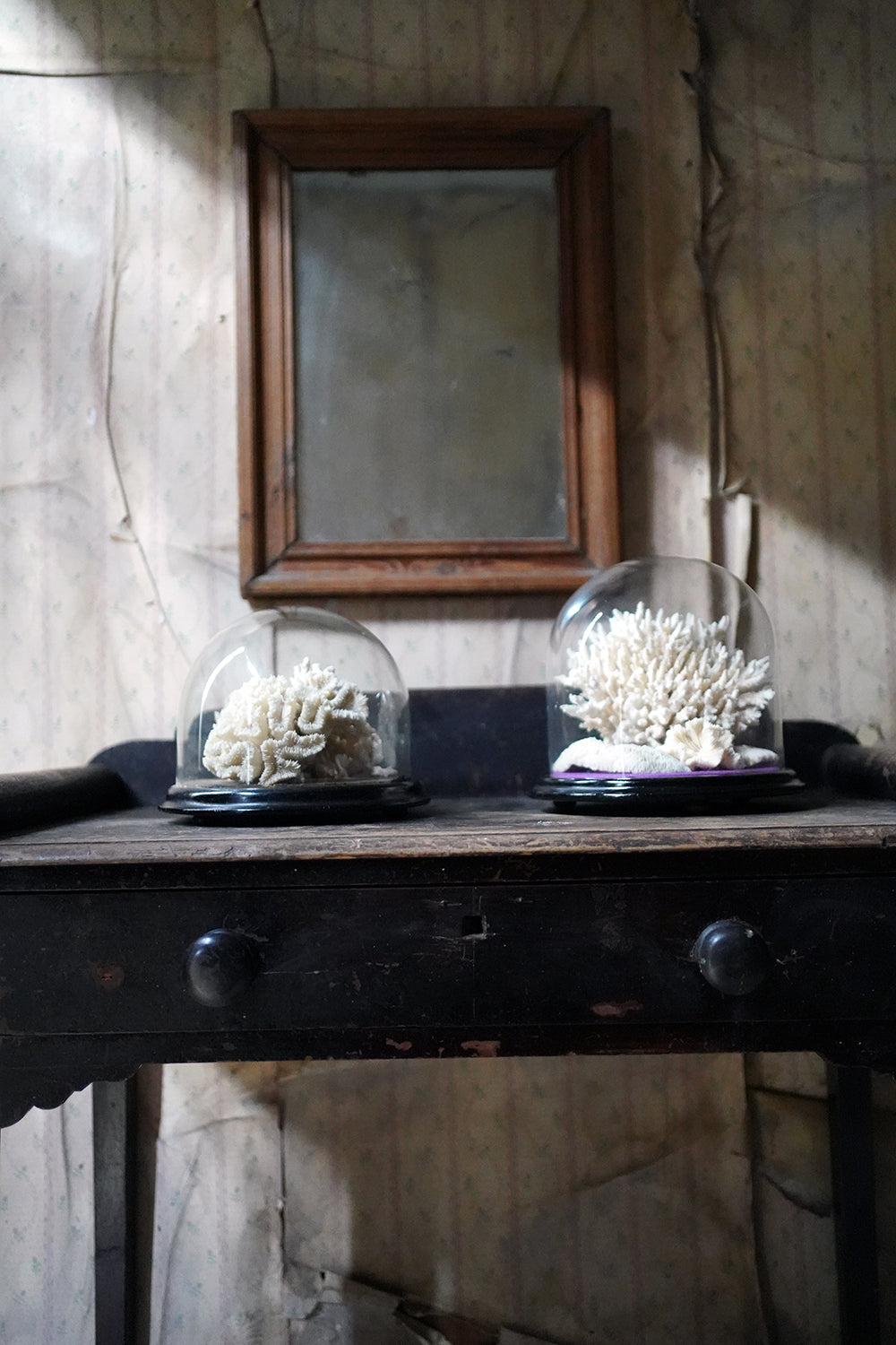 A Good Pair of Dome Cased Preserved Acropora Coral Specimens c.1870