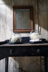 A Good Pair of Dome Cased Preserved Acropora Coral Specimens c.1870