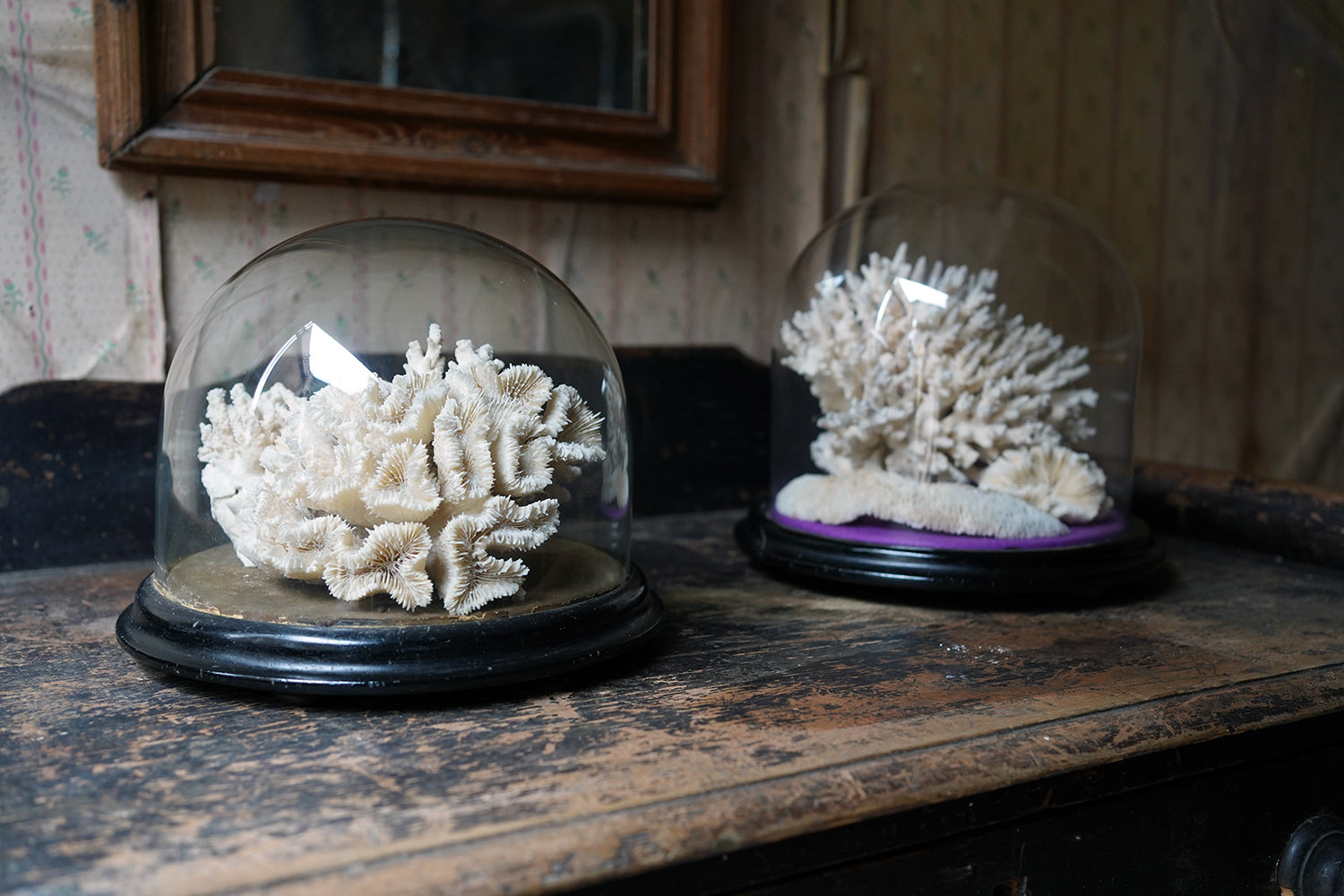 A Good Pair of Dome Cased Preserved Acropora Coral Specimens c.1870