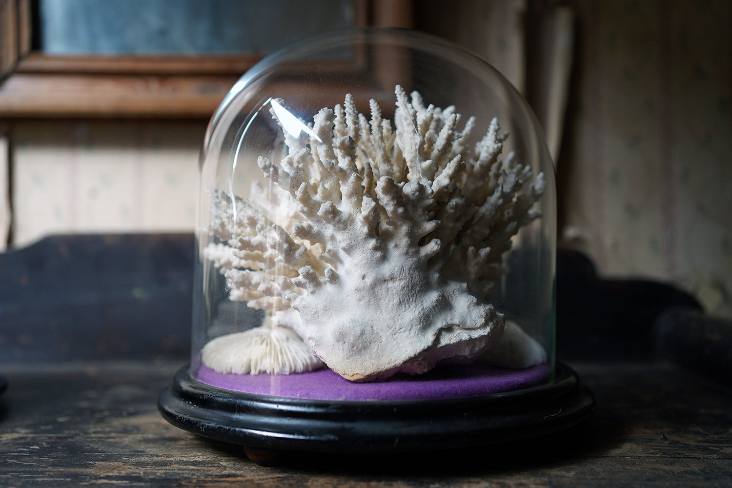 A Good Pair of Dome Cased Preserved Acropora Coral Specimens c.1870