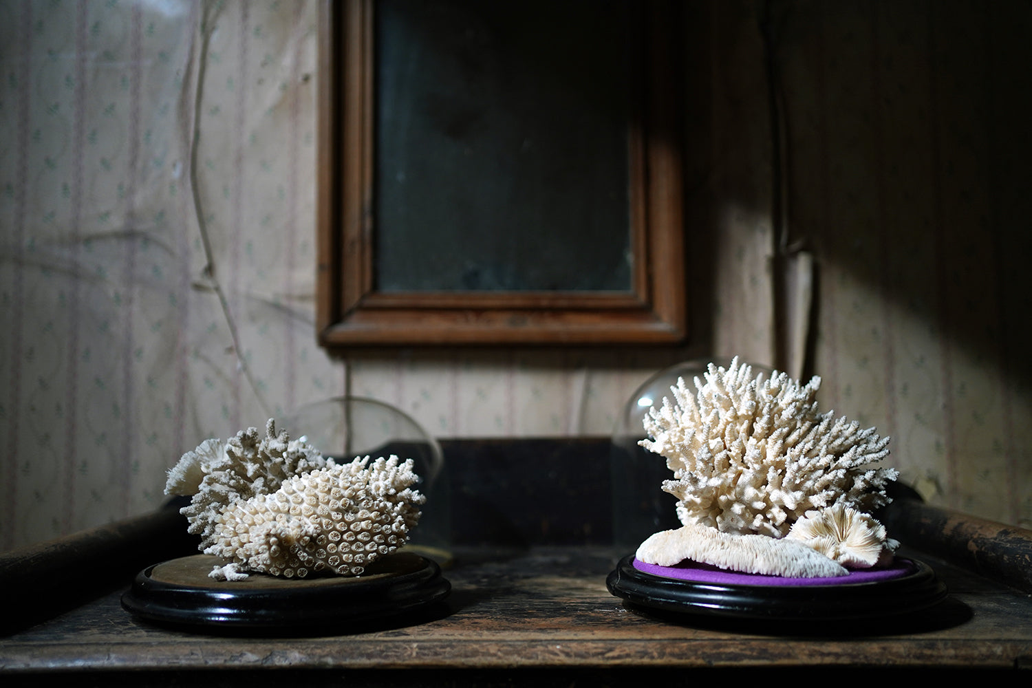 A Good Pair of Dome Cased Preserved Acropora Coral Specimens c.1870