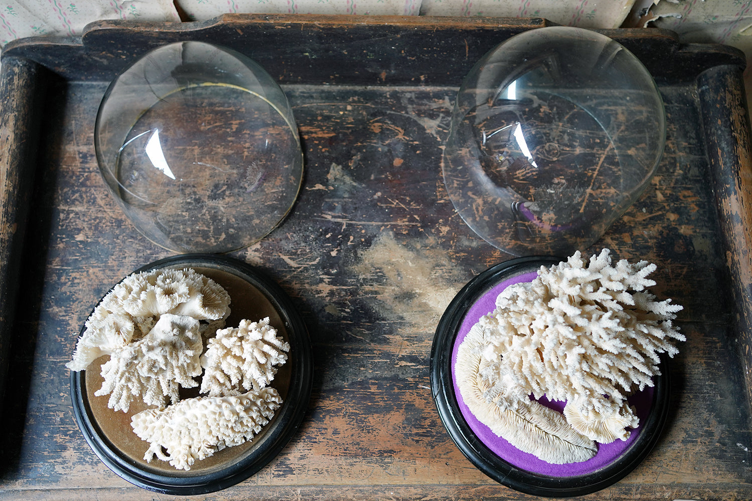 A Good Pair of Dome Cased Preserved Acropora Coral Specimens c.1870